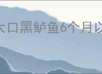 大口黑鲈鱼6个月以后的样子