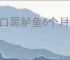大口黑鲈鱼6个月以后的样子
