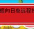掌握向日葵远程控制：详细教程与技巧实现高效远程协助