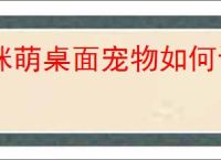 咪萌桌面宠物如何设置宠物大小