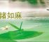 心绪如麻