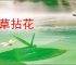 惹草拈花