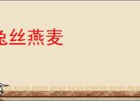 兔丝燕麦
