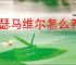 伊瑟马维尔怎么养成,伊瑟马维尔阵容搭配推荐