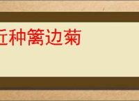 近种篱边菊