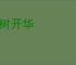 铁树开华