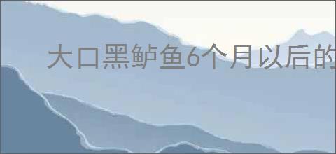 大口黑鲈鱼6个月以后的样子